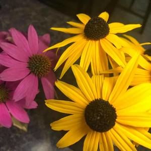 Meet your Posher, Donna